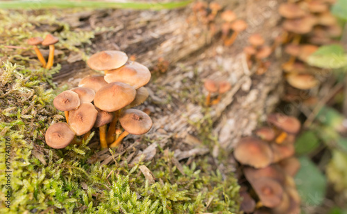Pilze im Wald im Herbst