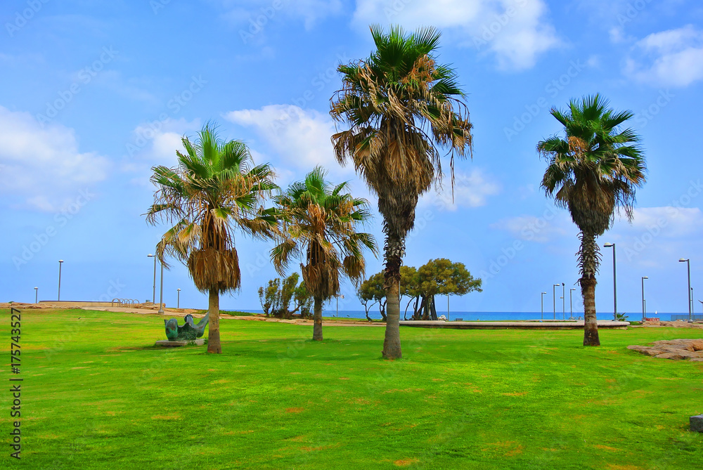 Coast of the Mediterranean Sea. Parks on the embankment of Tel Aviv. Israel