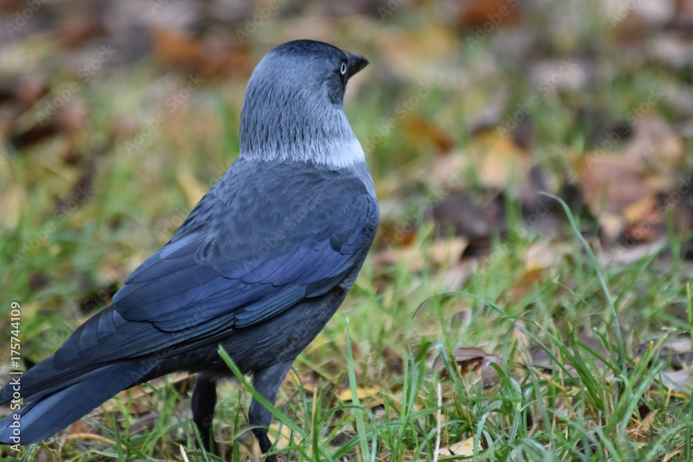 Fototapeta premium Jackdaw. 