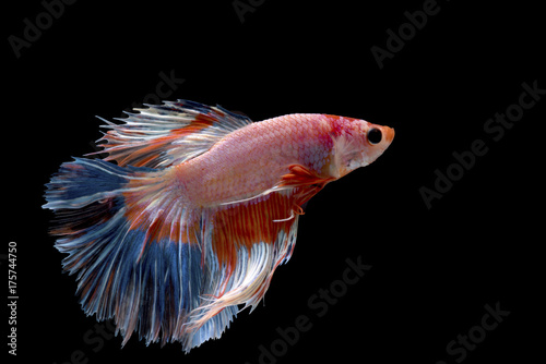 Siamese fighting fish on the black background