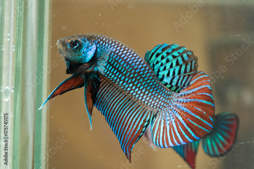 Mahachai betta. photo