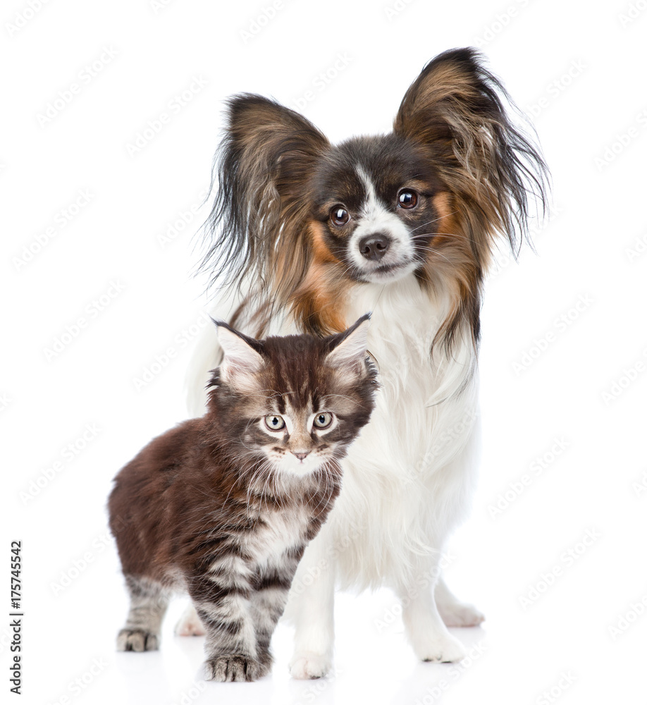 Papillon puppy standing with maine coon cat together. isolated on white background Papillon puppy standing with maine coon cat together. isolated on white background
