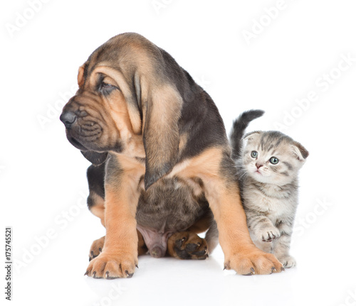 Bloodhound puppy sitting with tabby kitten. isolated on white background