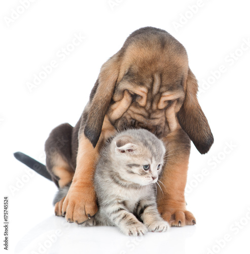 Bloodhound puppy licks a kitten. isolated on white background