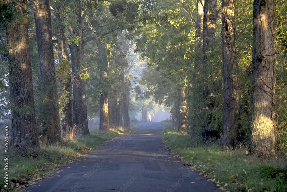 oiseau,arbre,Vallée de la loire,brouillard,dizzy,fog,tree oiseau,arbre,Vallée de la loire,brouillard,dizzy,fog,tree