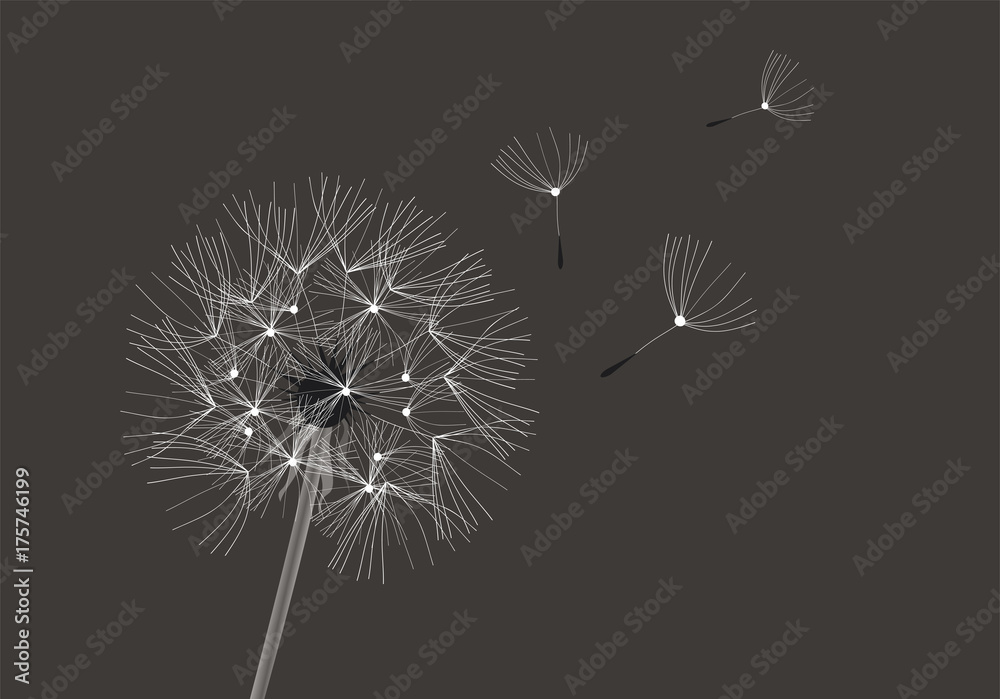 Fototapeta premium Wektor Kwiat Dandelion