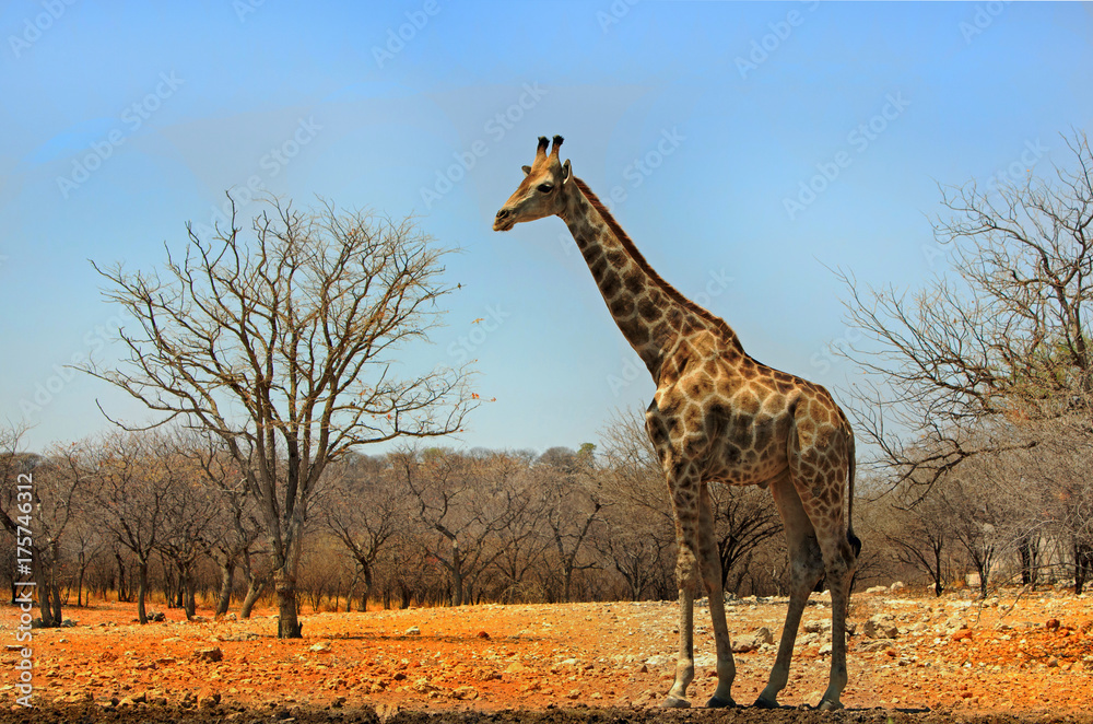 Obraz premium Full frame Giraffe standing on the African Plains with a bush and blue sky background in Ongava
