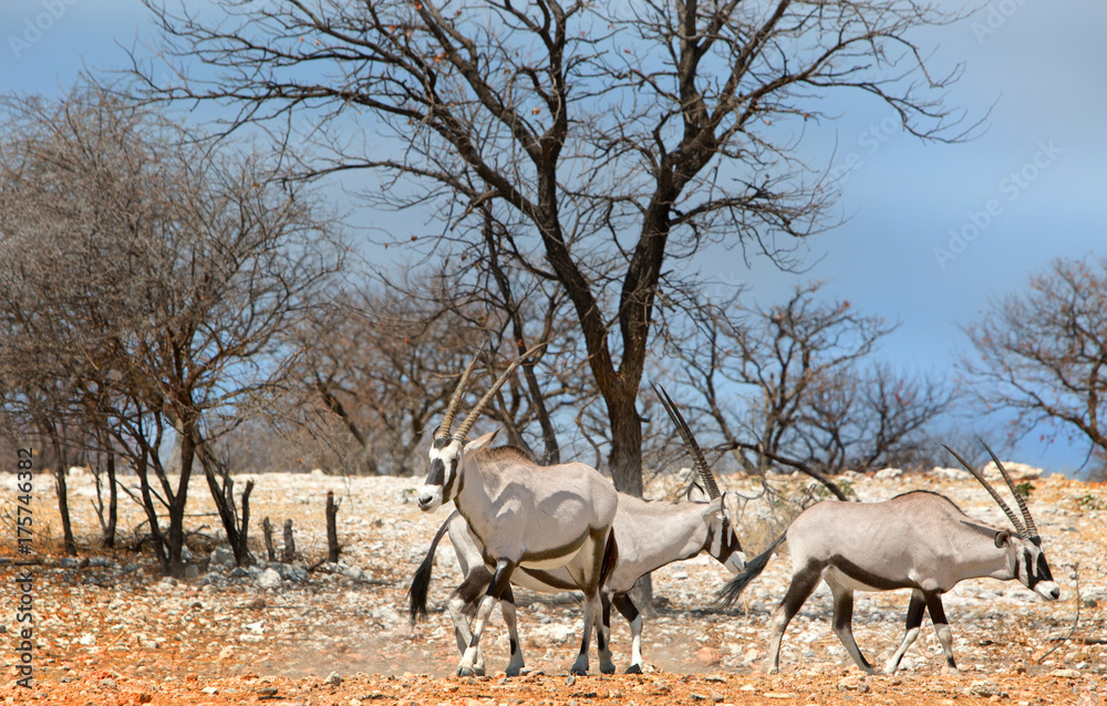 Small herd of gemsbok oryx standin in the bush with a pale blue sky in ETOSHA