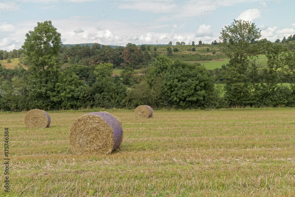 Drying hay on the field