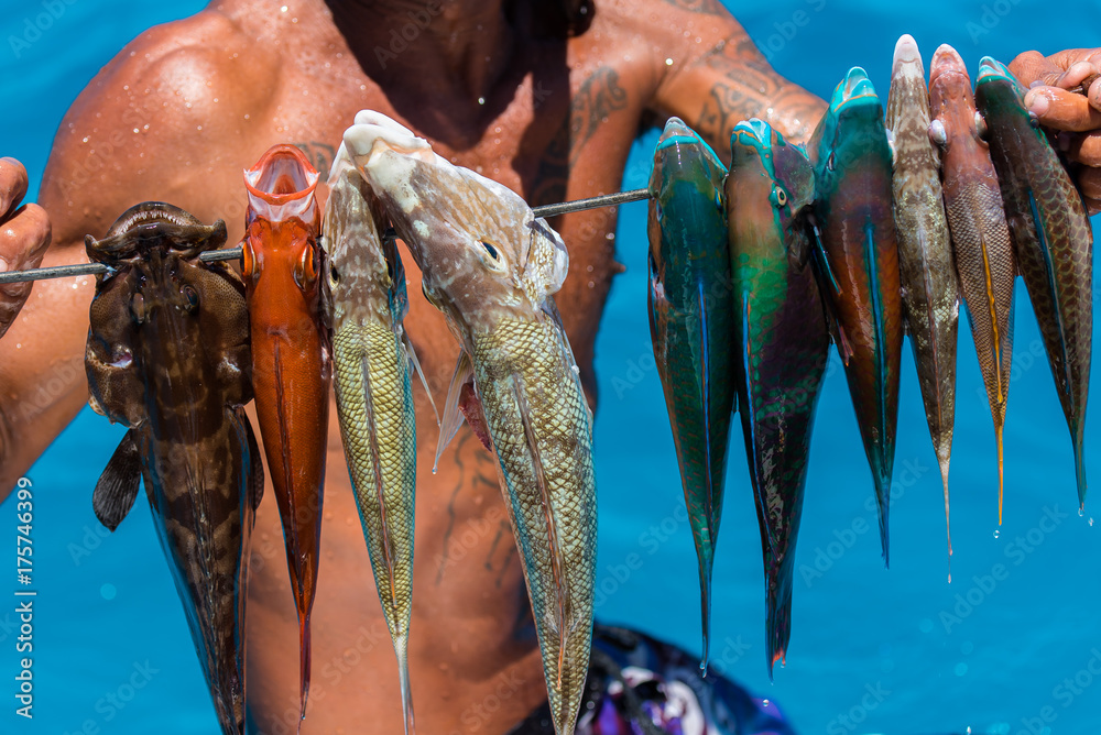 Harpoon fishing in French Polynesia, colorful fishes, parrot fishes on the  arrow Stock Photo