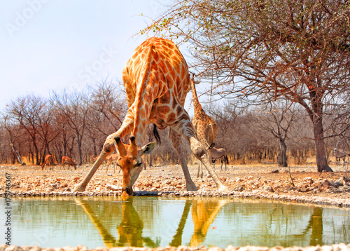 Girafe bending to take a drink from a waterhole in Ongava  