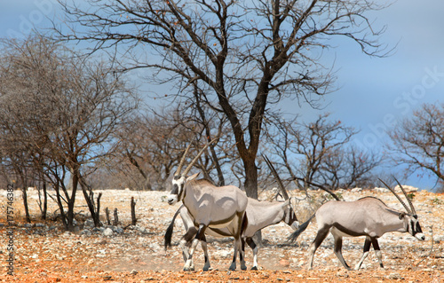 Small herd of gemsbok oryx standin in the bush with a pale blue sky in ETOSHA