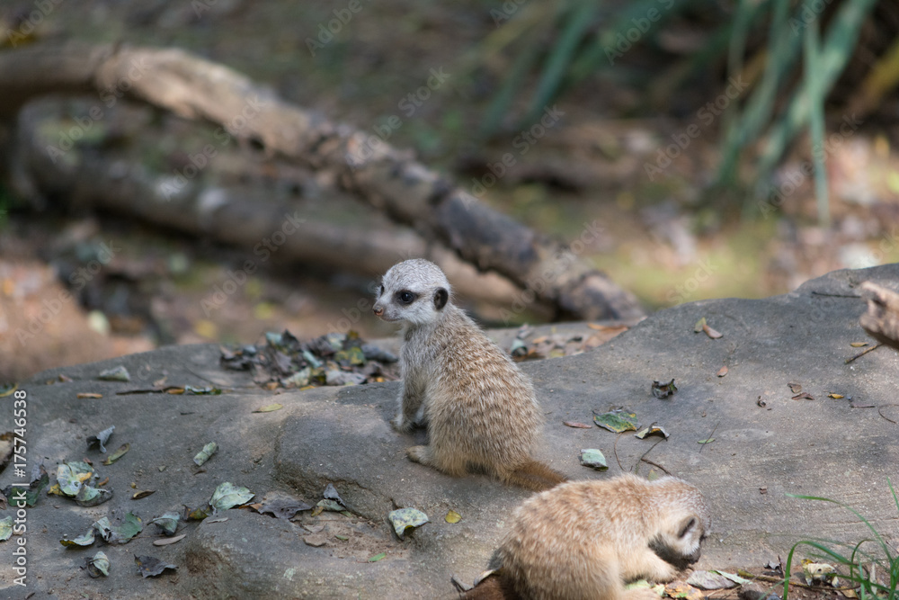 Fototapeta premium Meerkat Pups on Rocks