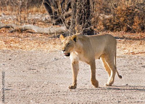 Lioness walking across the dry dusty bush with front paw showing motion  Ongava  Etosha  Namibia
