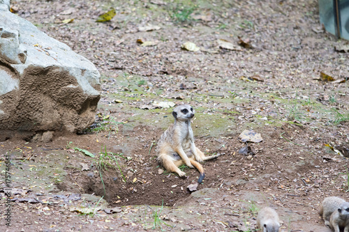 Wallpaper Mural Break Time for Momma Torontodigital.ca