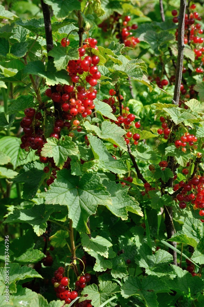 Obraz premium Redcurrant plant with berries