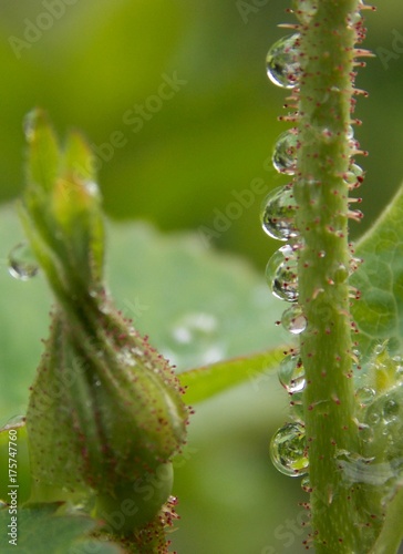 drops of rain on the rose bud