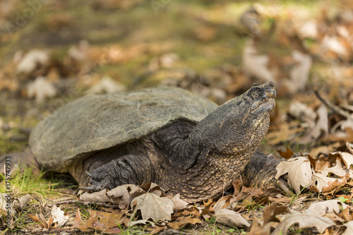 Turtle In Autumn - A turtle with a closed eye in autumn.