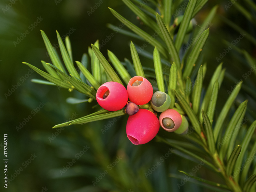 Obraz premium Arils of the Common European Yew Tree (Taxus baccata)