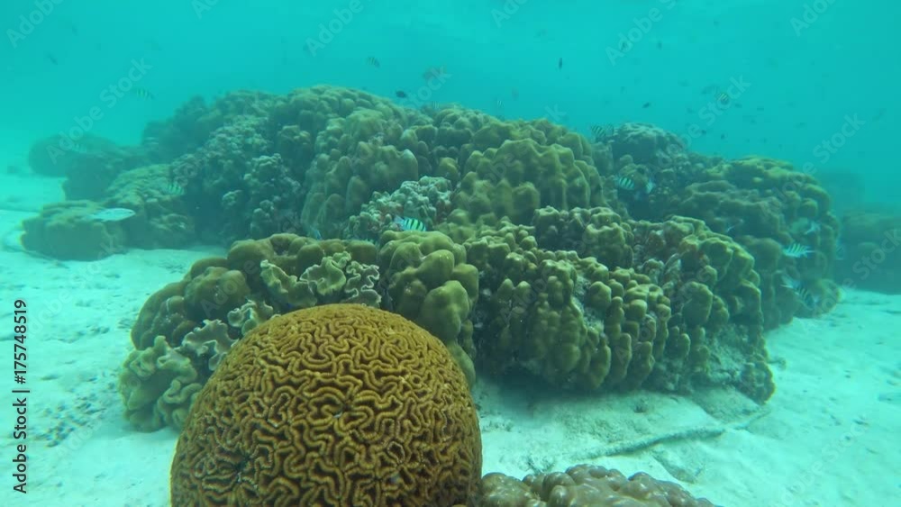 Corals and lot of fish in the Andaman Sea, Thailand, 4k
Corals and lot of fish in the Andaman Sea, Thailand, 4k