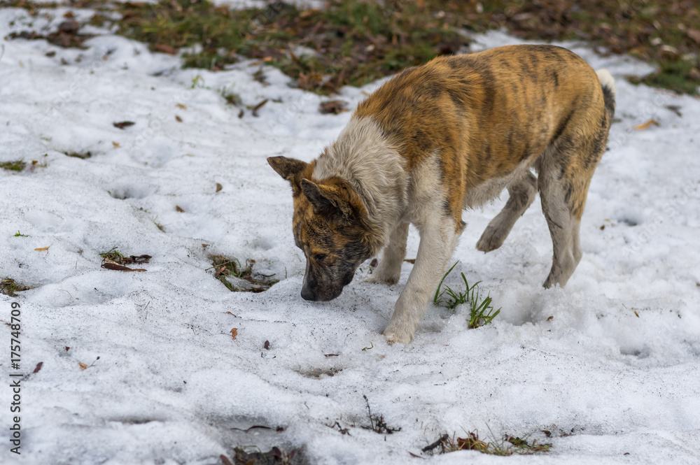 Stray tiger colored dog in search of some food in spring park Stray tiger colored dog in search of some food in spring park