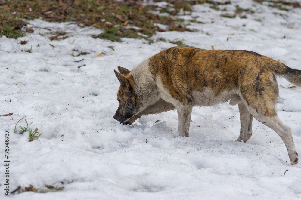 Naklejka premium Stray tiger colored dog in searching of some food in spring, snowy park