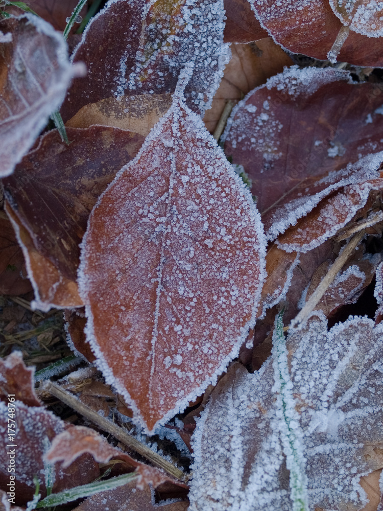 Fallen autumnal leaves covered with ice crystals from heavy frost Fallen autumnal leaves covered with ice crystals from heavy frost