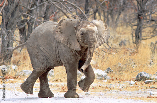 Elephant Calf standing in the bush with leg elevated and ears extended in a mock charge in Etosha  Namibia