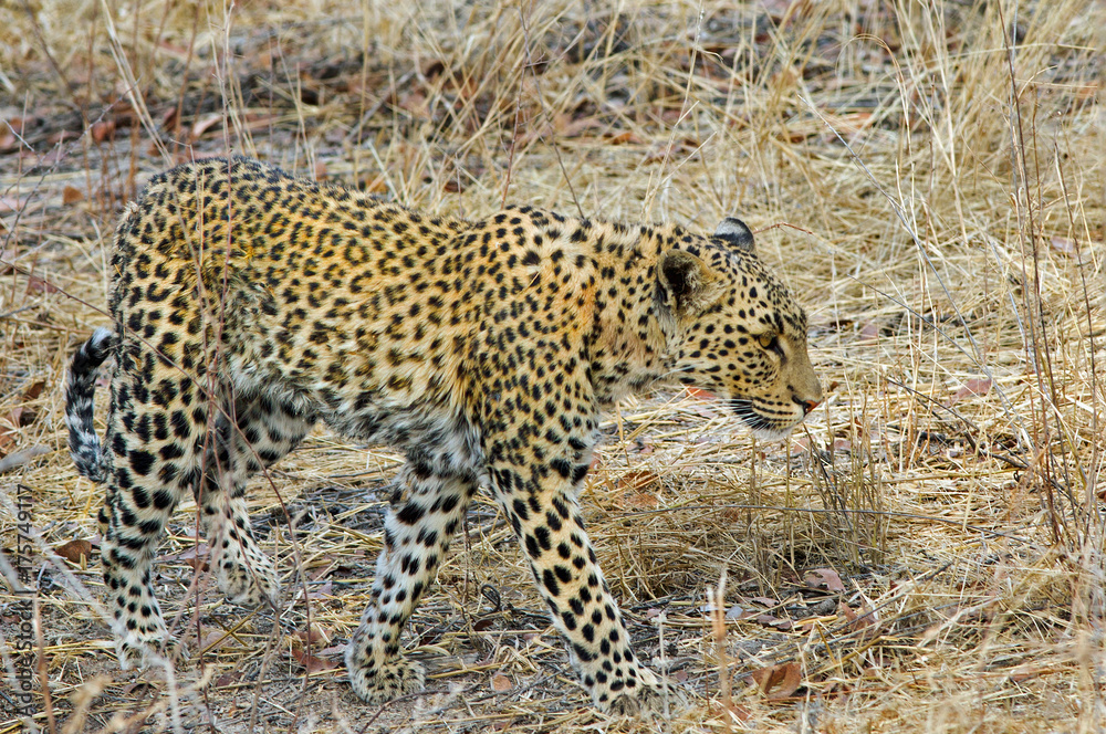 Naklejka premium African Leopard walking through the bush in Etosha 