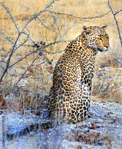 Portrait an African Leopard sitting within the bush veld in Etosha, 
