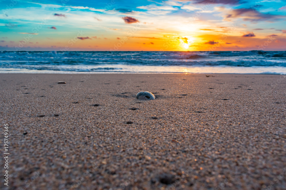 close up of a wet seashell on the sandy shore of a tropical beach just after sunrise close up of a wet seashell on the sandy shore of a tropical beach just after sunrise
