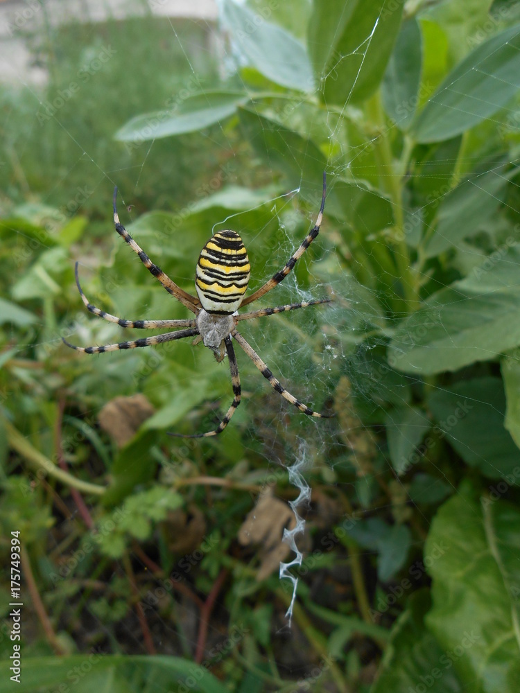 Argiope bruennichi ragno tigre tger spieder Argiope bruennichi ragno tigre tger spieder