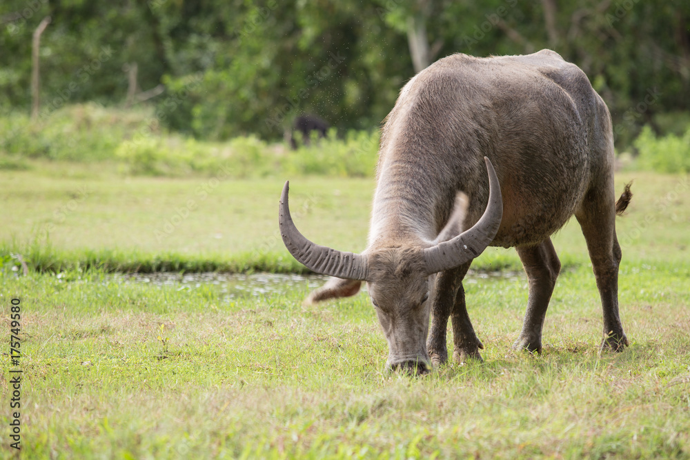 Obraz premium Buffalo tied up with rope on meadow. (Thailand)