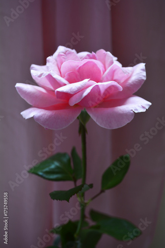 Fototapeta Naklejka Na Ścianę i Meble -  pink rose, flower blooming pink roses on a pink background