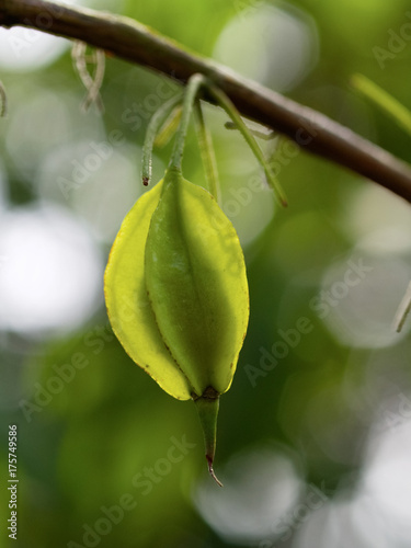 Fruit of the Silverbell or Snowdrop tree (  Halesia monticola )
