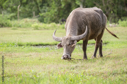 Buffalo tied up with rope on meadow.  Thailand 