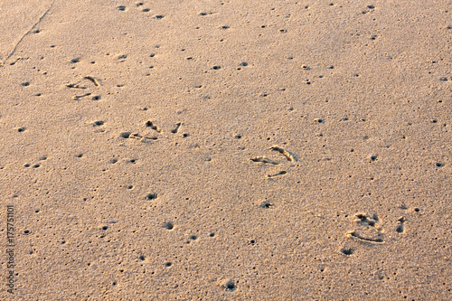 Seagull Tracks in Wet Sand