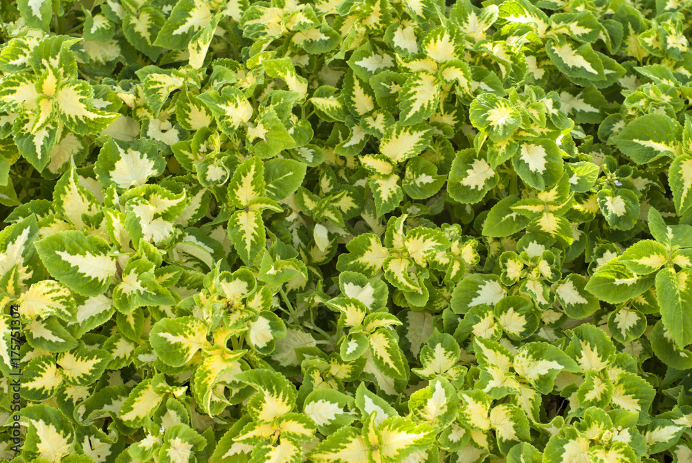 background: yellow-green leaves of the сoleus background: yellow-green leaves of the сoleus