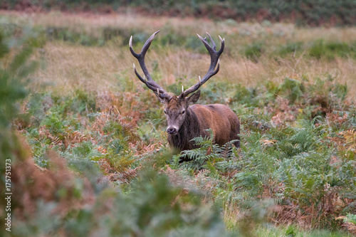 Red Deer (Cervus elaphus) during the rutting season