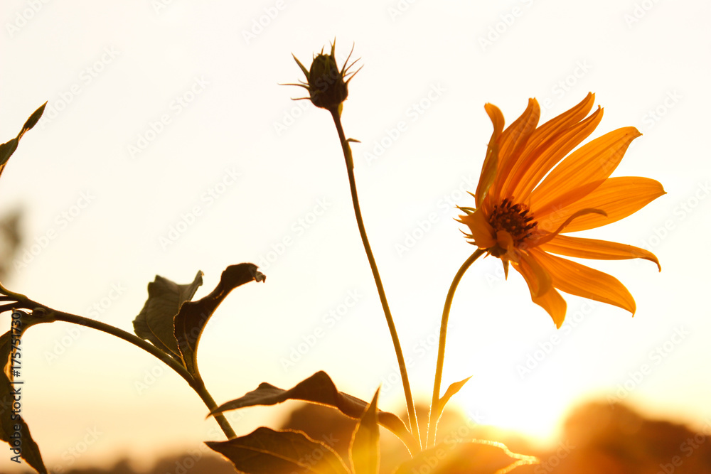 Yellow flower at sunset.