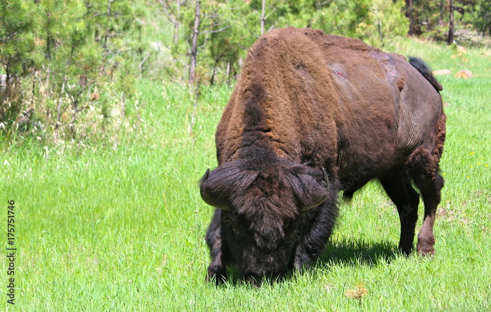 One Big Bison One Big Bison