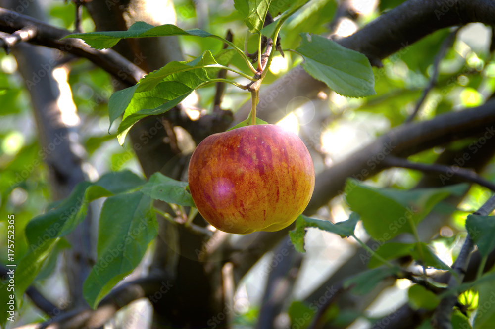 Apple on tree Apple on tree