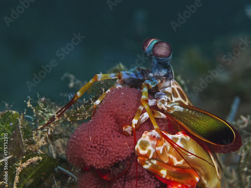 Mantis shrimp with eggs (Odontodactylus scyllarus)