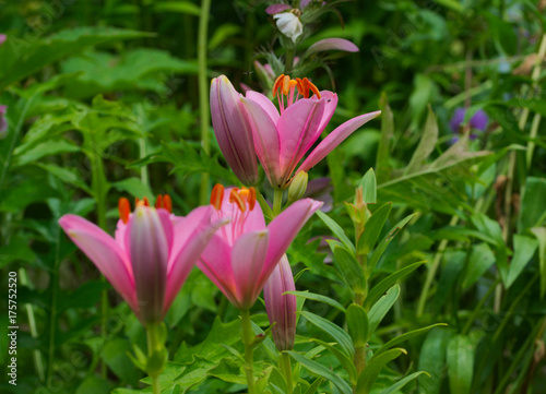 pink leuchtende Lilien 