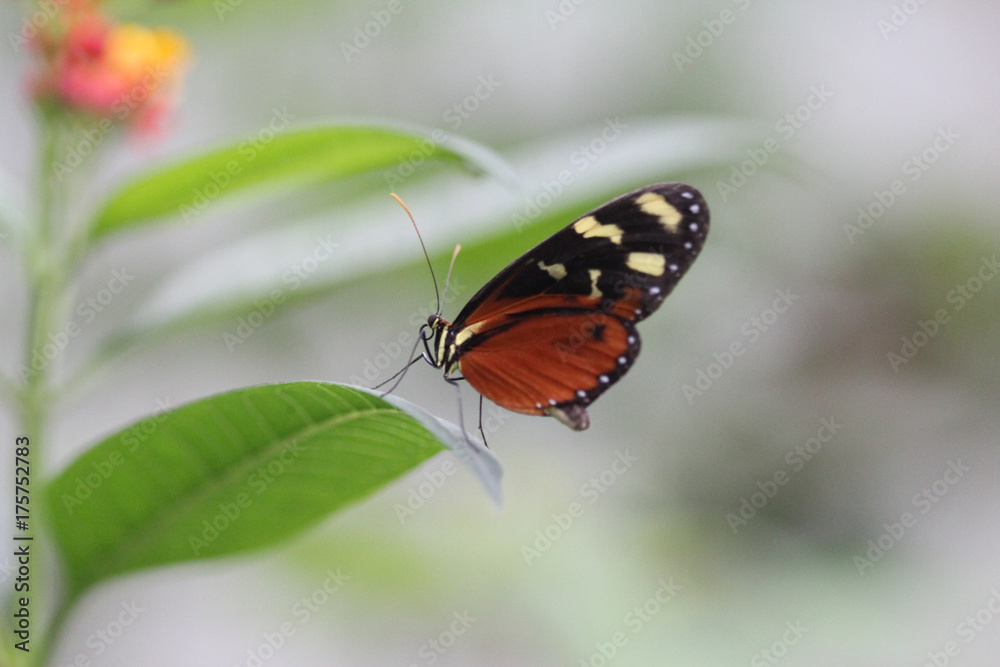 tiger longwing butterfly (Heliconius hecale) tiger longwing butterfly (Heliconius hecale)