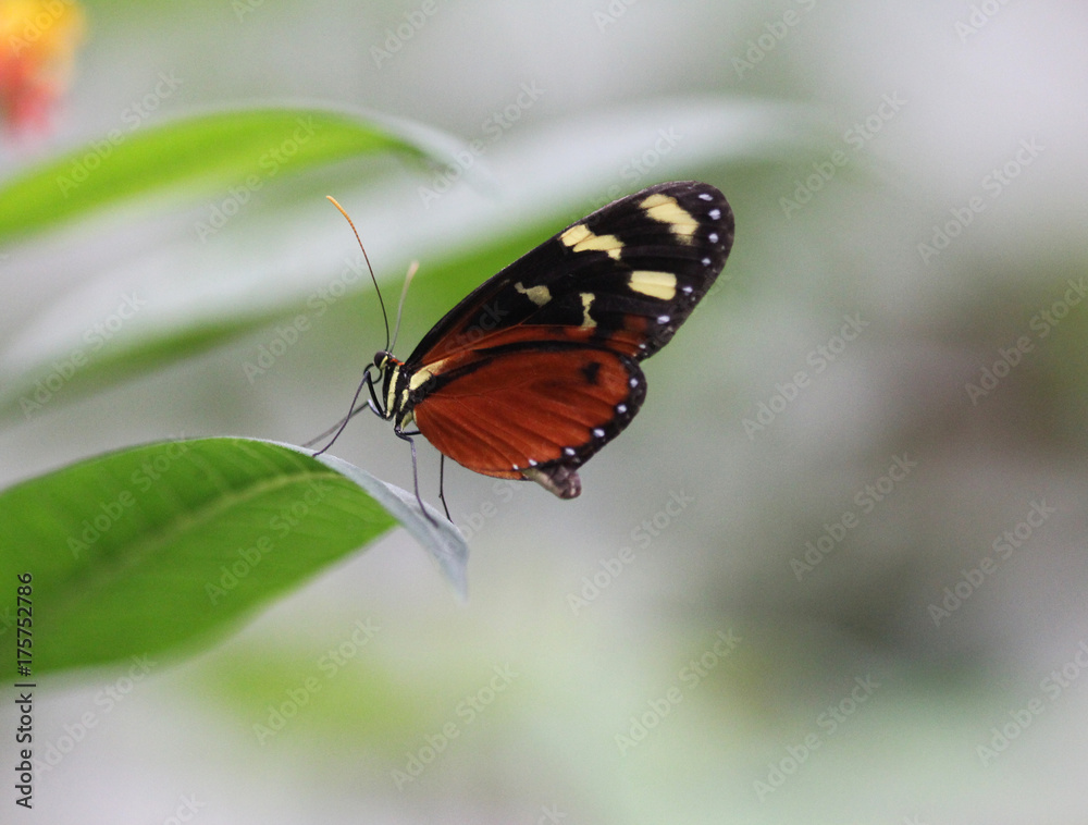 Fototapeta premium tiger longwing butterfly (Heliconius hecale)