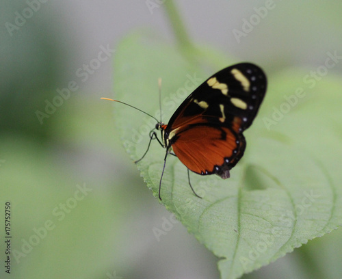 tiger longwing butterfly (Heliconius hecale) © Michael Meijer