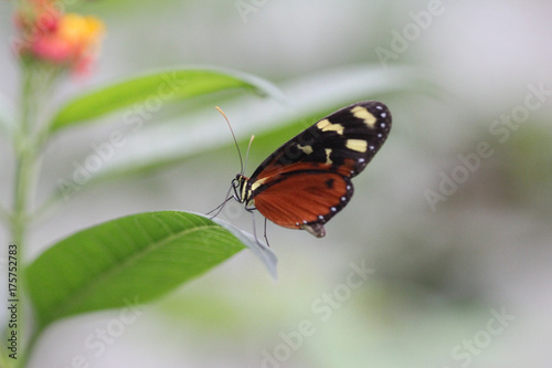 tiger longwing butterfly (Heliconius hecale)