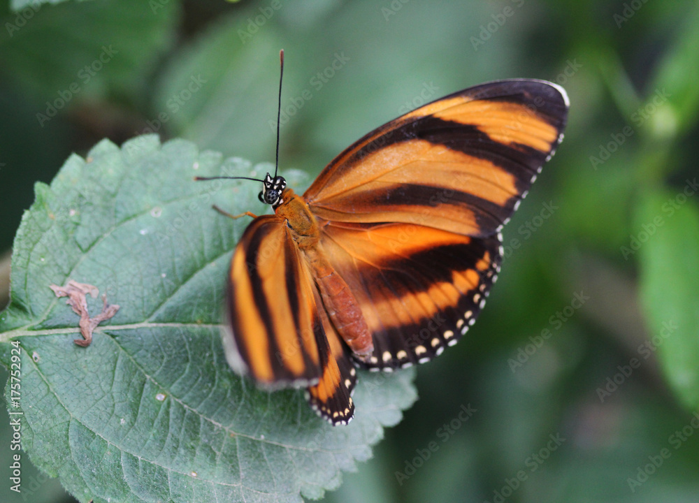 banded orange heliconian butterfly (Dryadula phaetusa) banded orange heliconian butterfly (Dryadula phaetusa)