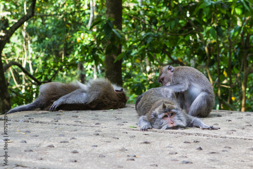 Ubud Monkey Forest. Bali, Indonesia.